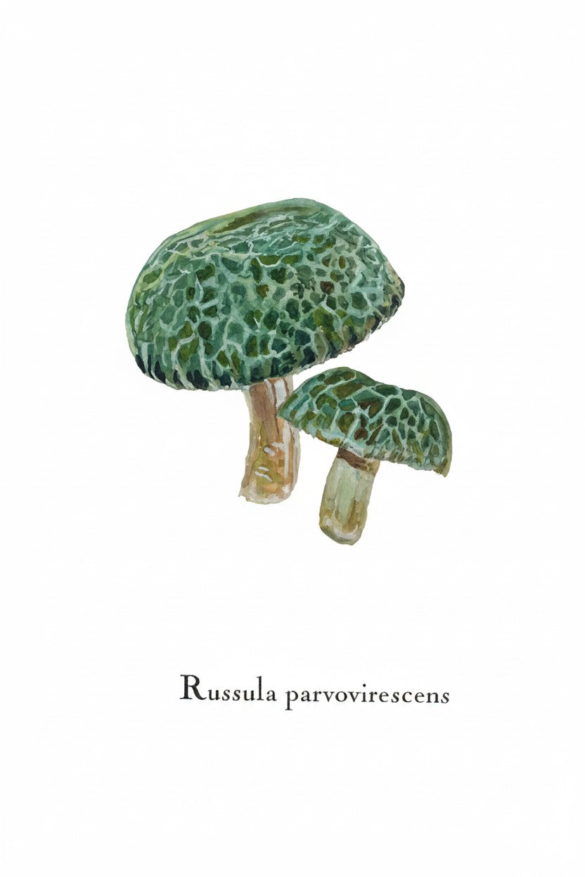 Greeting Cards by Christine Yao - Russula Parvovirescens Greeting Card Christine Yao