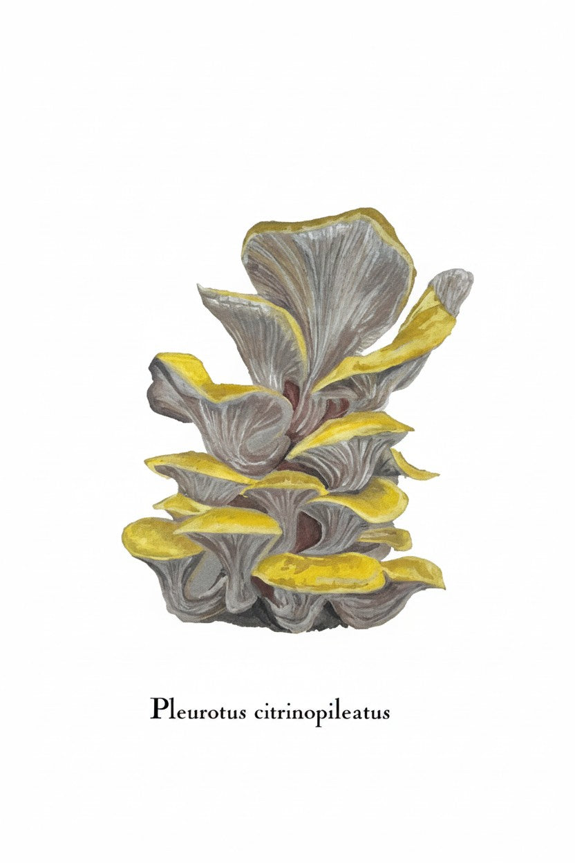 Greeting Cards by Christine Yao - Pleurotus Citrinopileatus Greeting Card Christine Yao