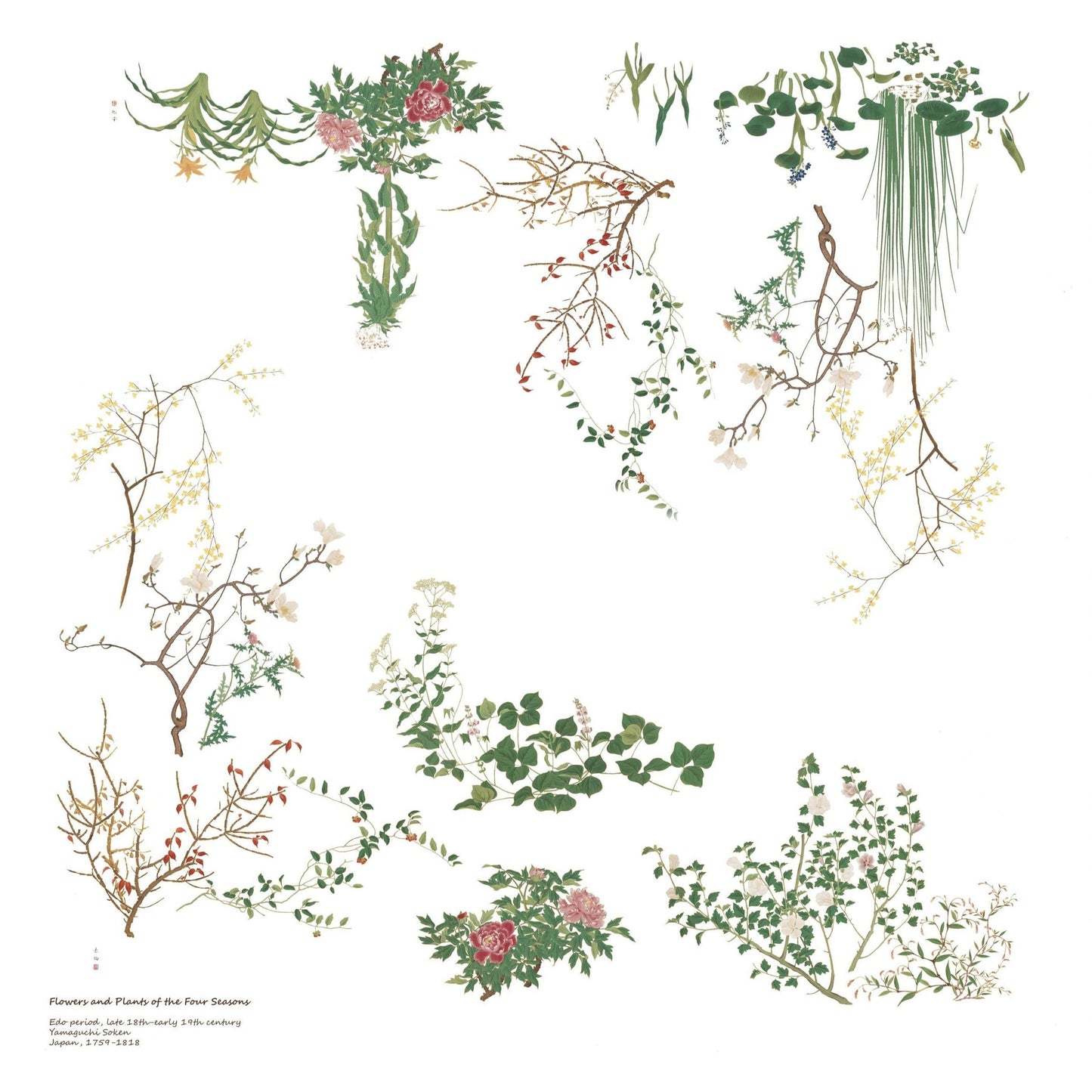 Silk Scarf: Flowers and Plants Accessories CHRISTINE ALCALAY