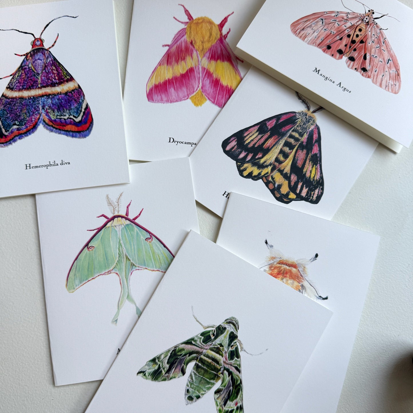 Lepidoptera Greeting Cards by C. Yao Greeting Card Christine Yao