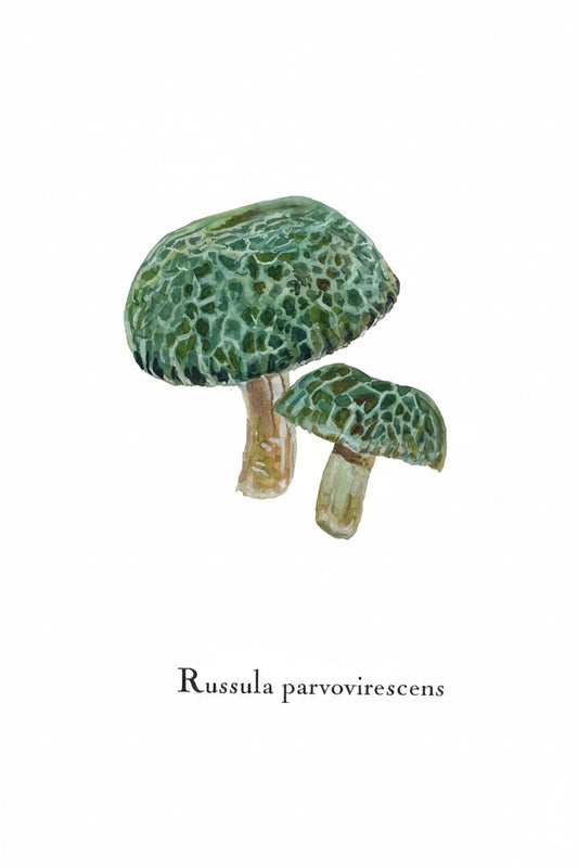 Greeting Cards by Christine Yao - Russula Parvovirescens Greeting Card Christine Yao