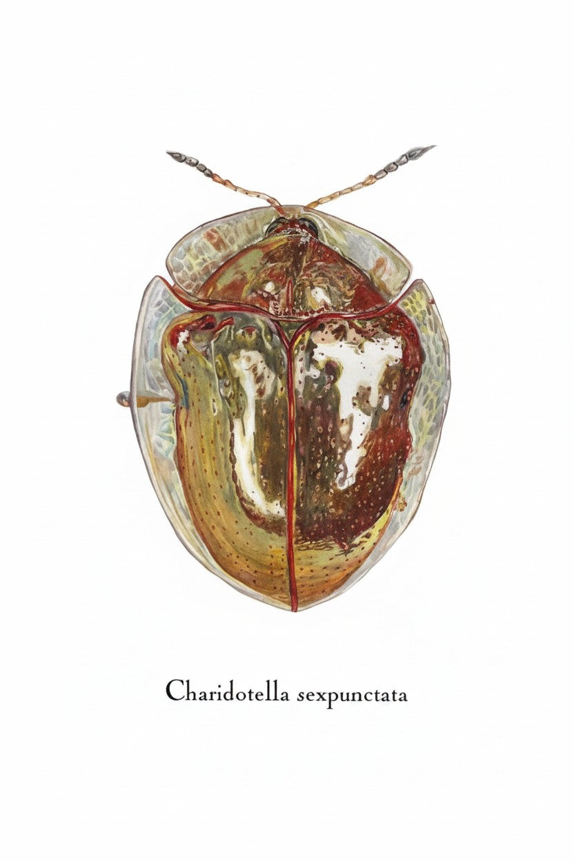 Greeting Cards by Christine Yao - Charidotella Sexpunctata Greeting Card Christine Yao