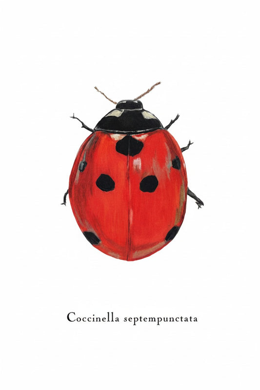 Lepidoptera Greeting Cards by C. Yao - Coccinella Septempunctata Greeting Card Christine Yao