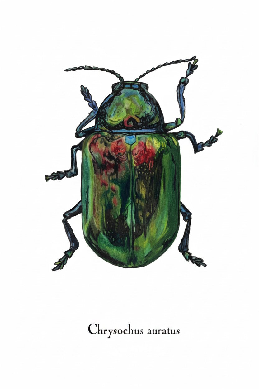 Lepidoptera Greeting Cards by C. Yao - Chrysochus Auratus Greeting Card Christine Yao