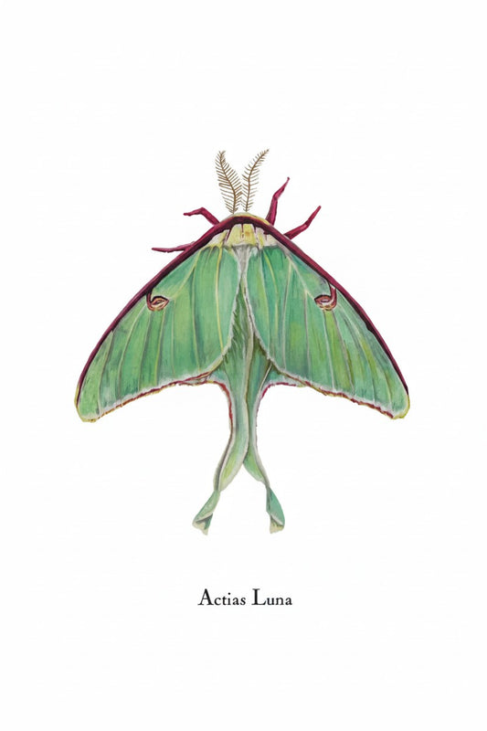 Lepidoptera Greeting Cards by C. Yao - Actias Luna Greeting Card Christine Yao