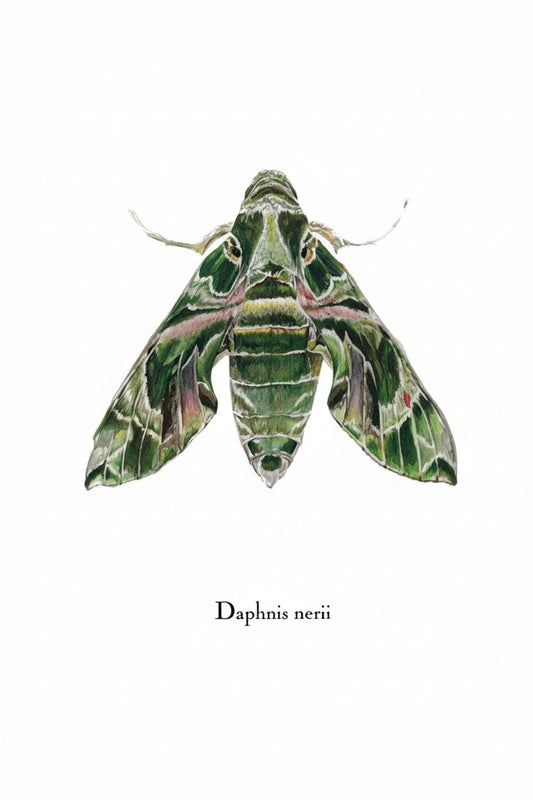 Lepidoptera Greeting Cards by C. Yao - Daphnis Nerii Greeting Card Christine Yao