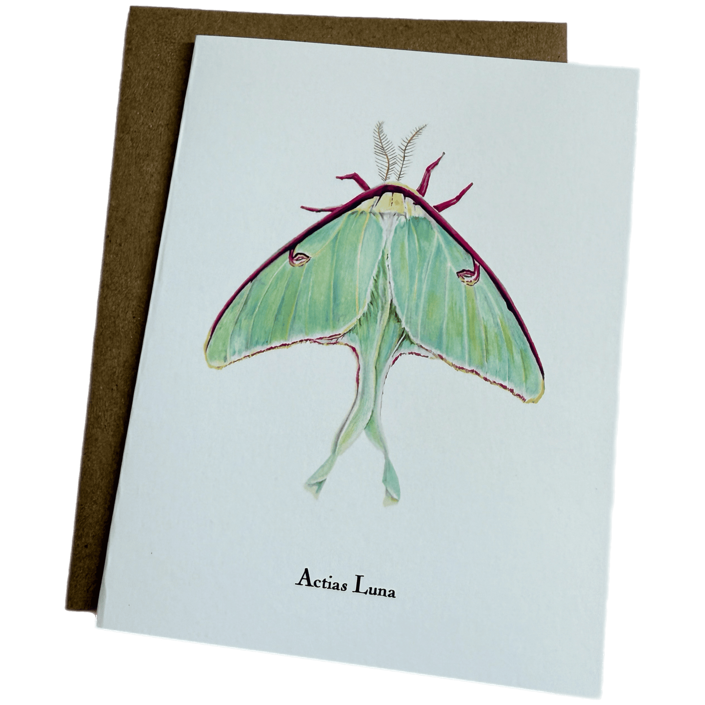 Lepidoptera Greeting Cards by C. Yao  Christine Yao Actias Luna  