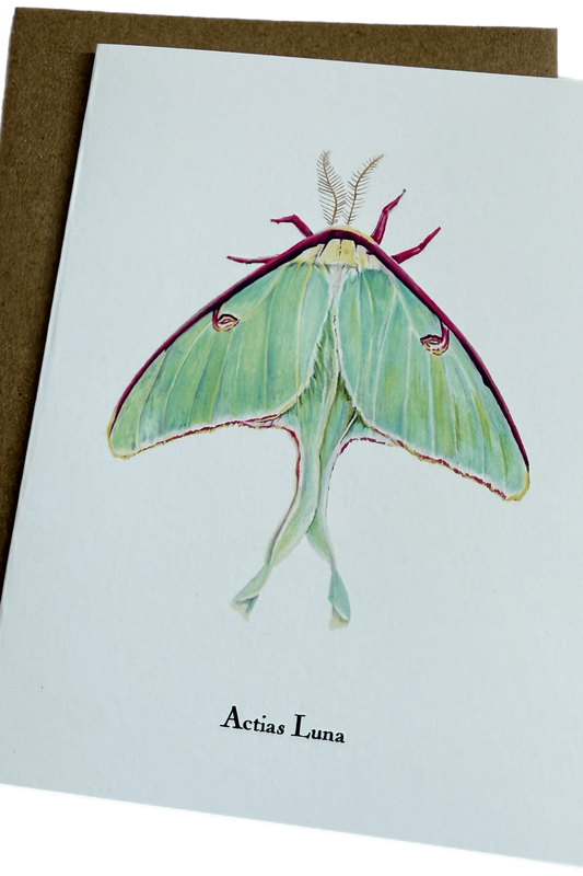 Lepidoptera Greeting Cards by C. Yao Greeting Card Christine Yao Actias Luna
