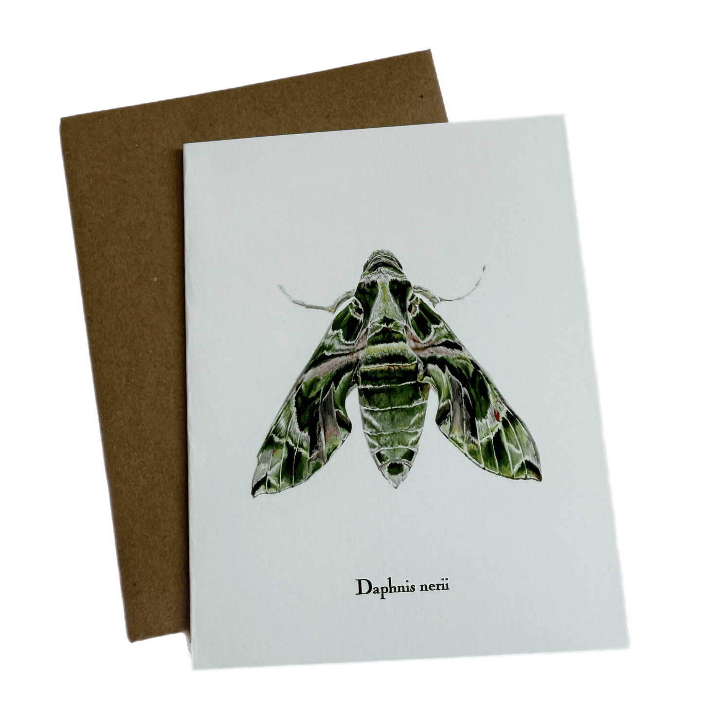 Lepidoptera Greeting Cards by C. Yao  Christine Yao Daphnis Nerii  