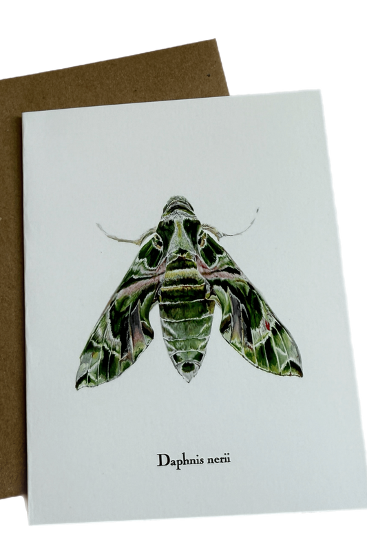 Lepidoptera Greeting Cards by C. Yao Greeting Card Christine Yao Daphnis Nerii