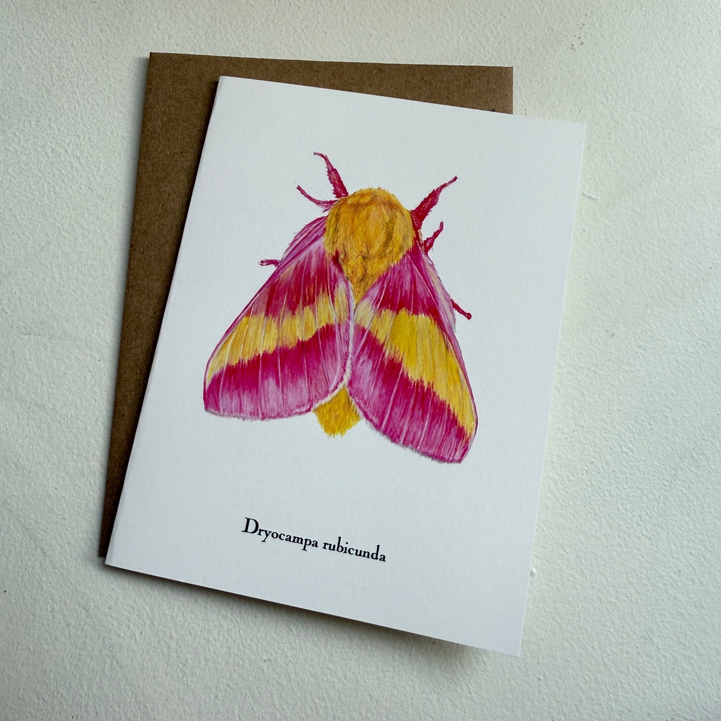 Lepidoptera Greeting Cards by C. Yao  Christine Yao Dryocampa Rubicunda  