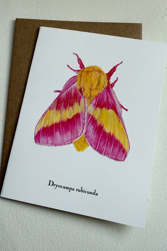 Lepidoptera Greeting Cards by C. Yao Greeting Card Christine Yao Dryocampa Rubicunda