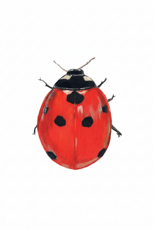 Lepidoptera Greeting Cards by C. Yao Greeting Card Christine Yao Coccinella Septempunctata