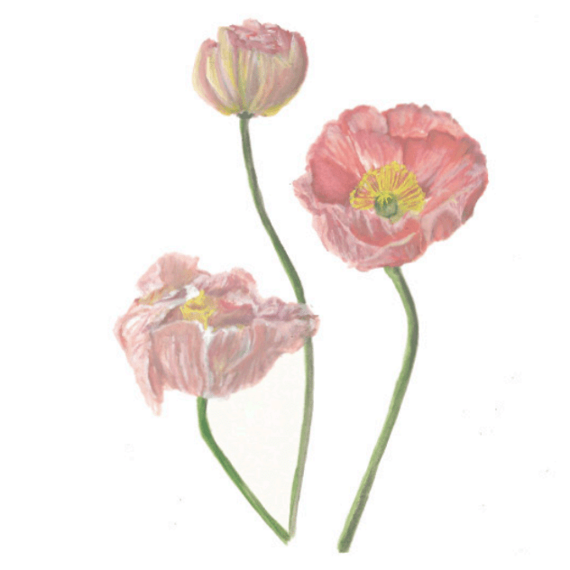 Greeting Cards by Christine Yao Greeting Card Christine Yao Poppy Flowers