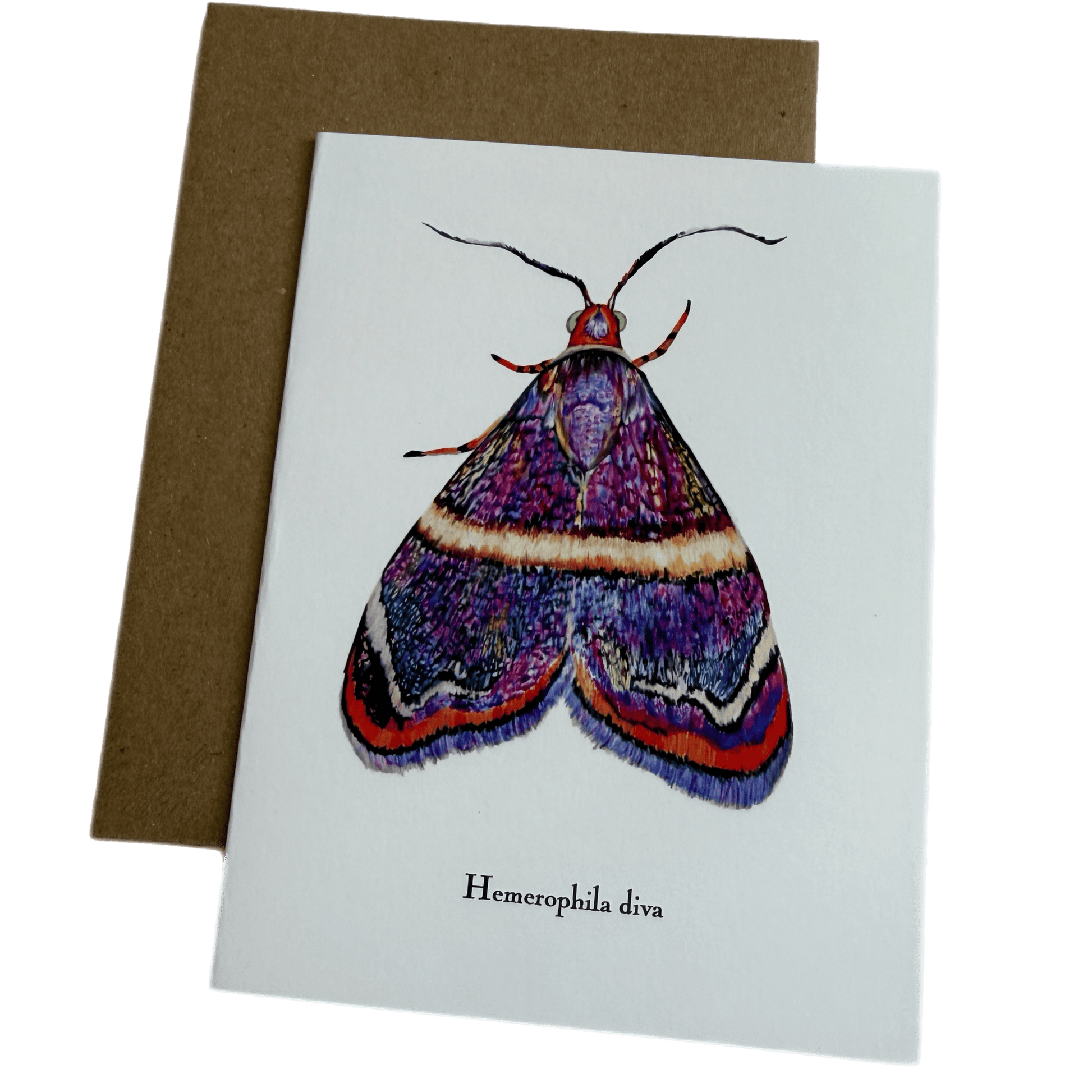 Lepidoptera Greeting Cards by C. Yao  Christine Yao Hemerophila Diva  