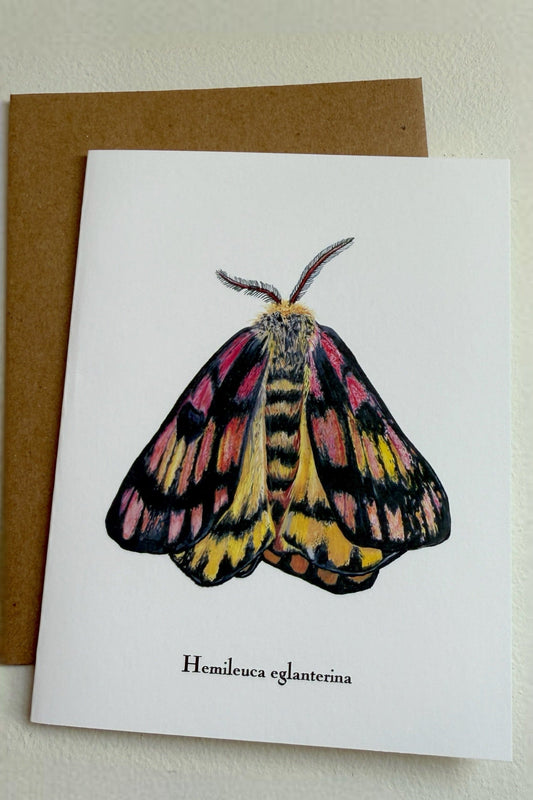 Lepidoptera Greeting Cards by C. Yao Greeting Card Christine Yao Hemileuca Eglanterina