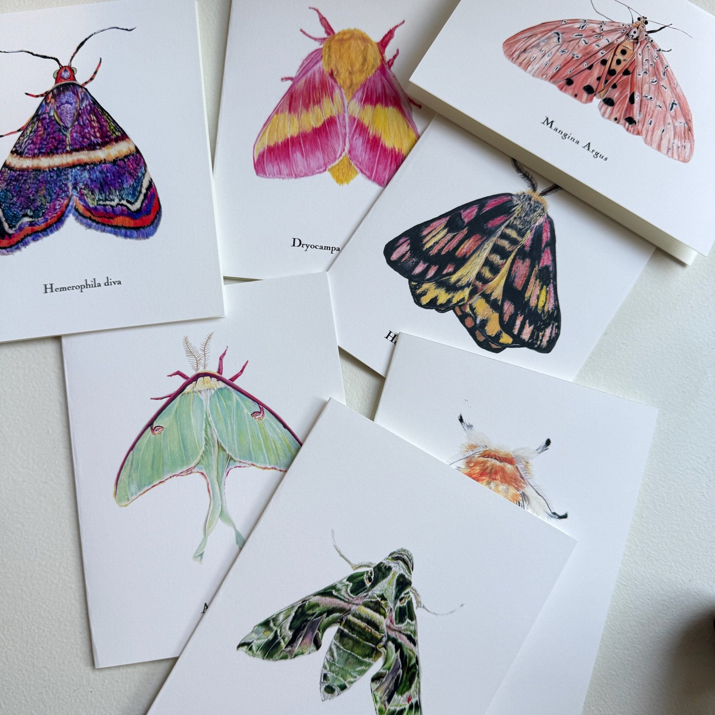 Lepidoptera Greeting Cards by C. Yao  Christine Yao   