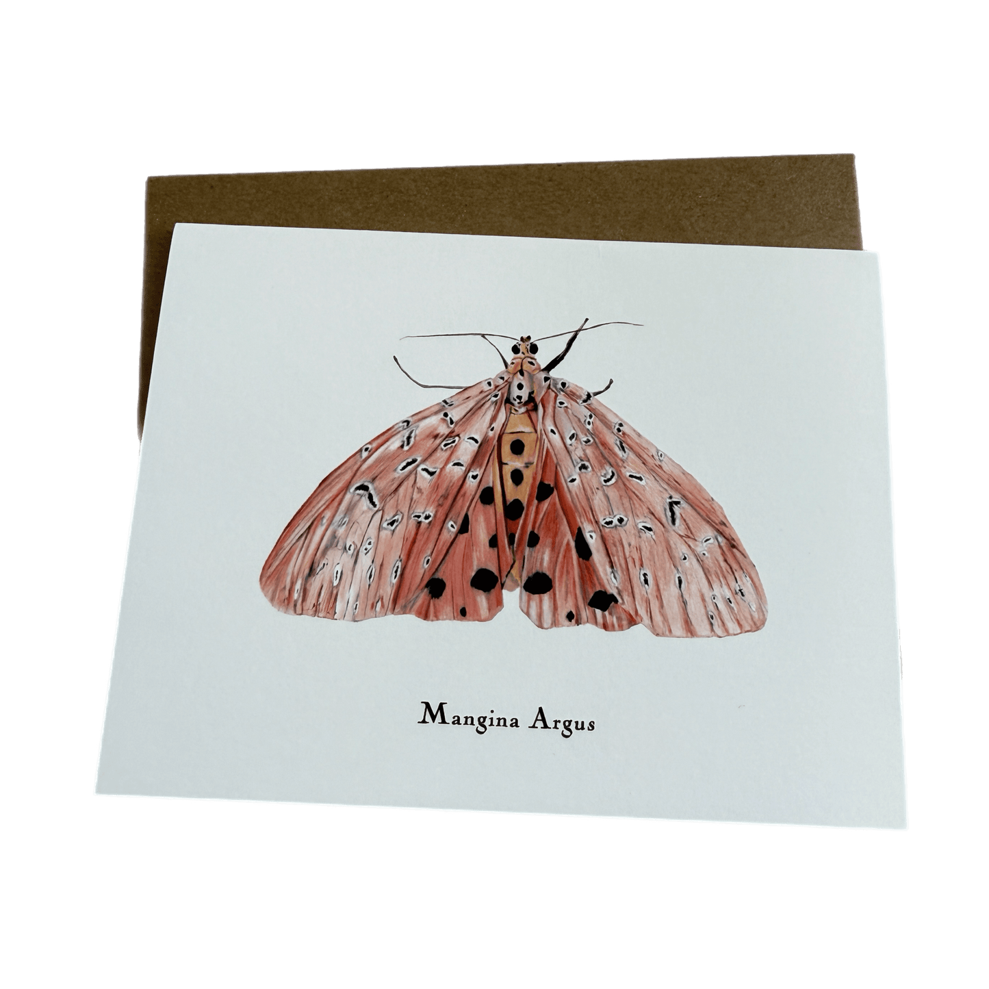 Lepidoptera Greeting Cards by C. Yao  Christine Yao Mangina Argus  