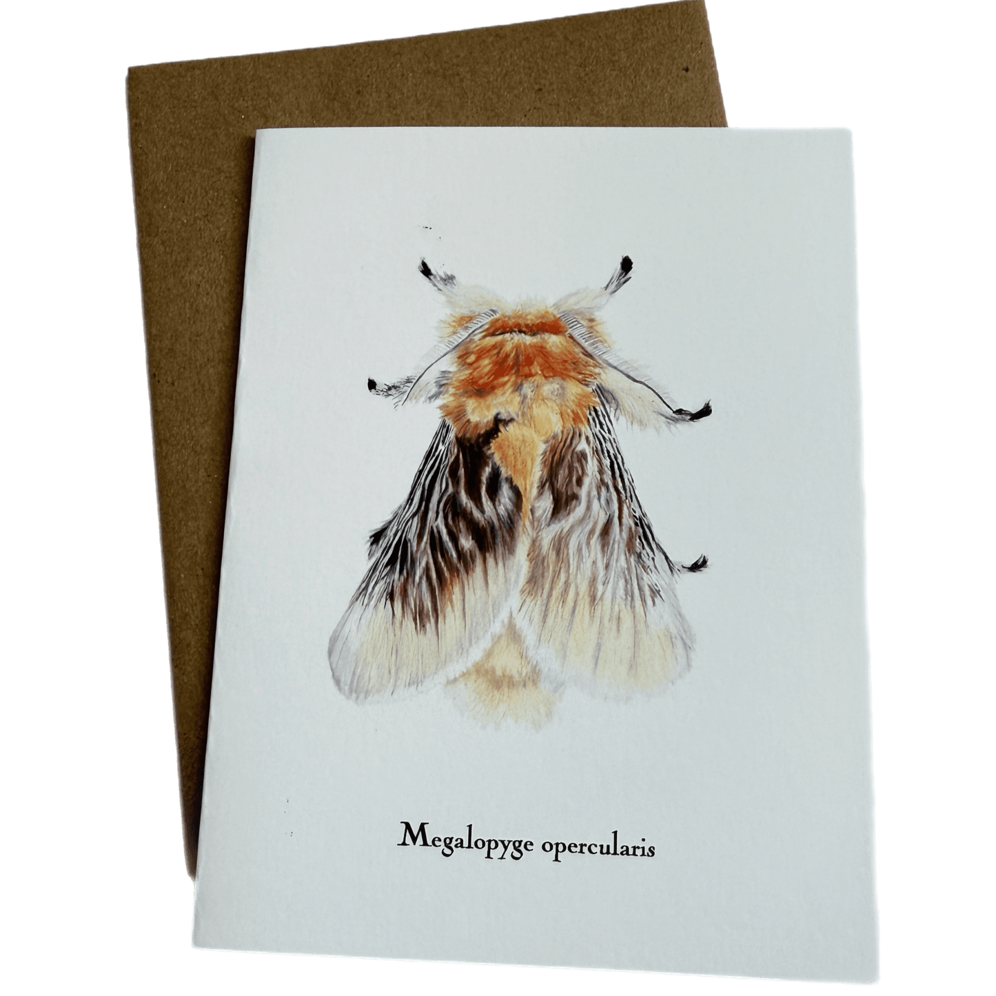 Lepidoptera Greeting Cards by C. Yao  Christine Yao Megalopyge Opercularis  