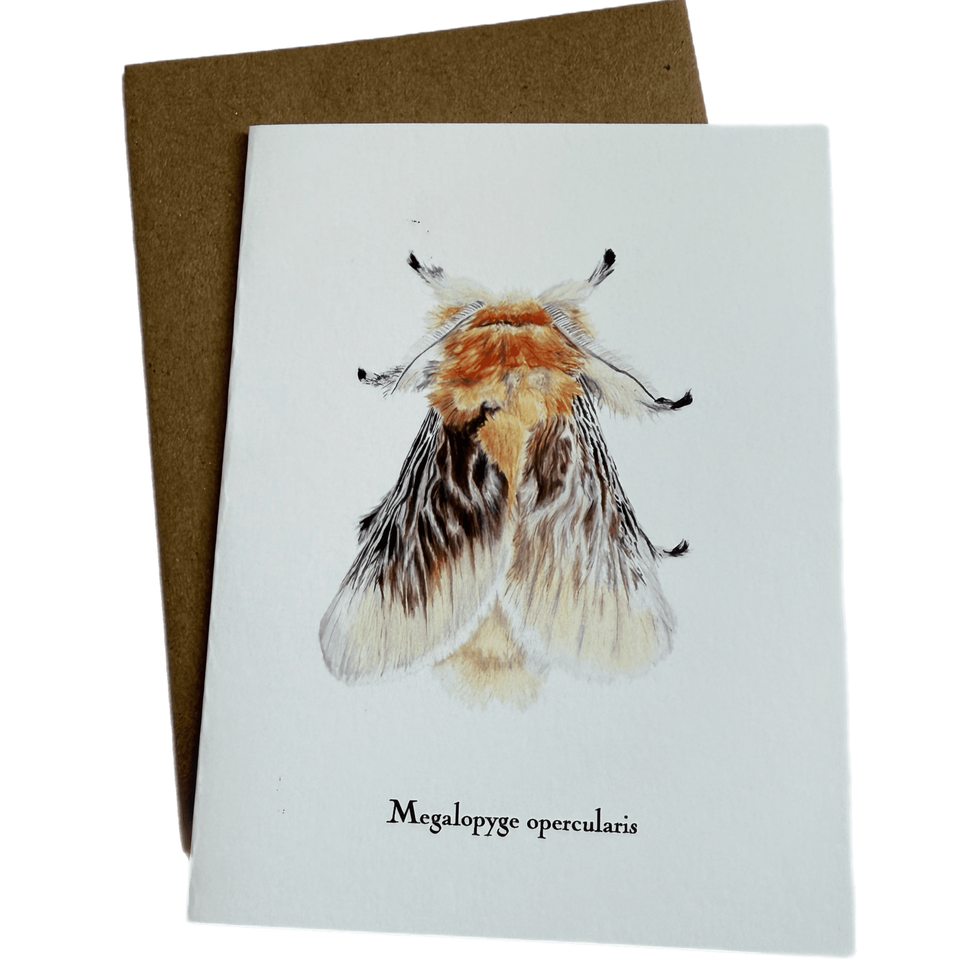 Lepidoptera Greeting Cards by C. Yao  Christine Yao Megalopyge Opercularis  