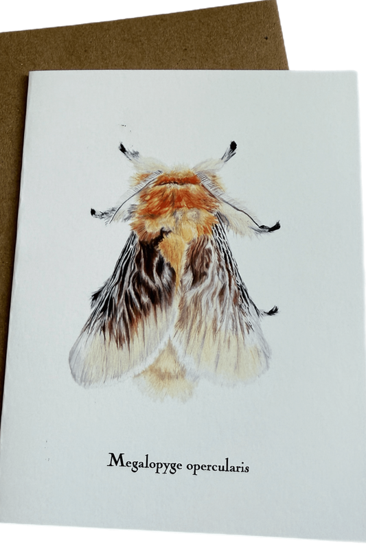 Lepidoptera Greeting Cards by C. Yao Greeting Card Christine Yao Megalopyge Opercularis
